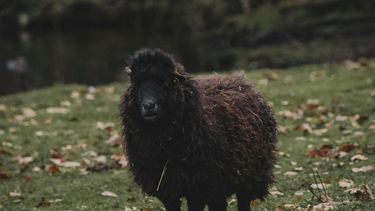Zwarte schaap