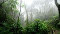 Tropisch bos
