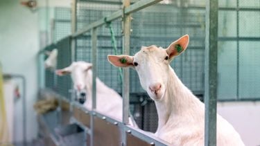 Meer dierproeven in Nederland, ondanks groei van proefdiervrije alternatieven