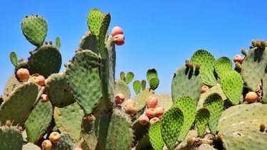 nopal cactus waarmee het duurzame leer gemaakt wordt
