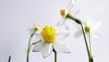 gif op bloemen