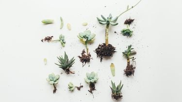 kleine planten