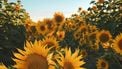een veld met zonnebloemen