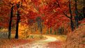 herfstwandeling