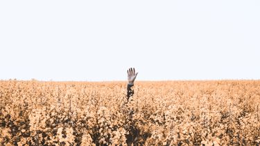 hand steekt uit maisveld