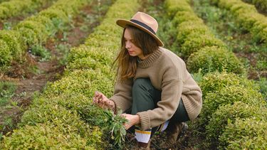 vrouw werkt in succesvolle moestuin