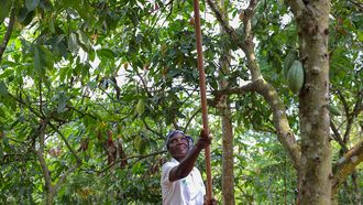 Rainforest Alliance
