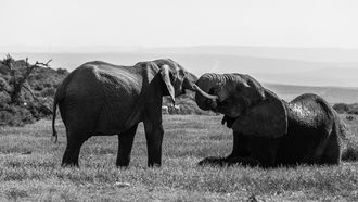 spirituele betekenis olifant